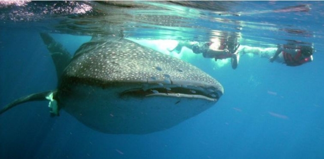 Snorkel con el tiburon ballena